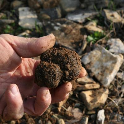 Truffe p1
